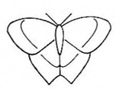 бабочка 2