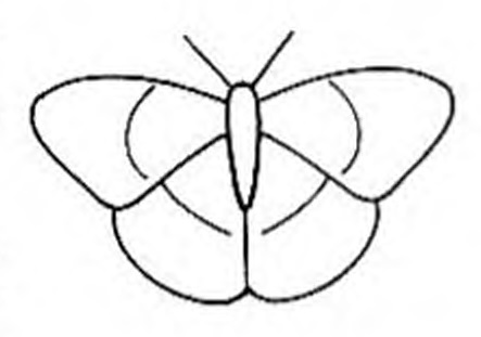 бабочка 3