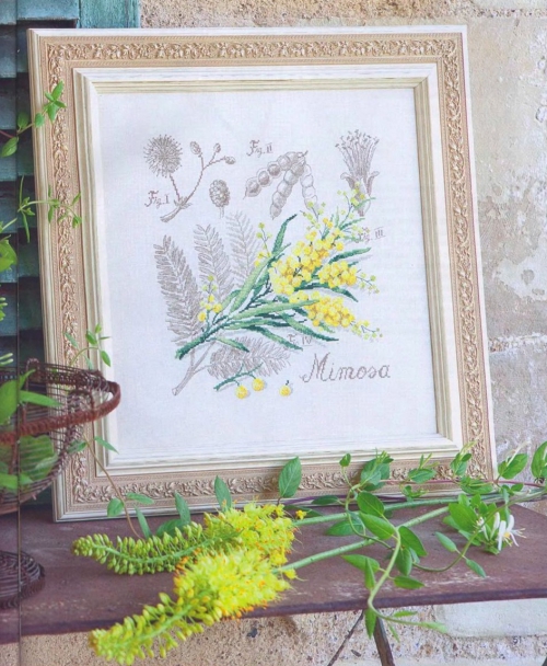 картина, вышивка крестом, мимоза из серии ботаника, простая и удобная цветная схема